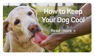 How to Keep Your Dog Cool