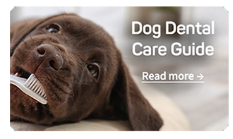  Dental Care Guide