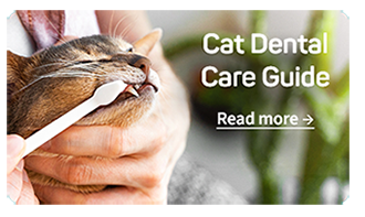 Cat Dental Care Guide
