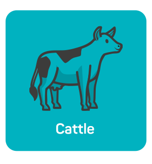 Cattle