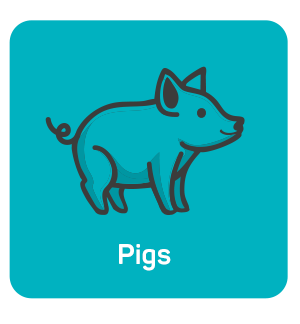 Pigs