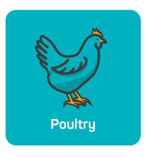 Poultry