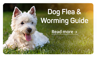 Dog Flea & Worming Guide