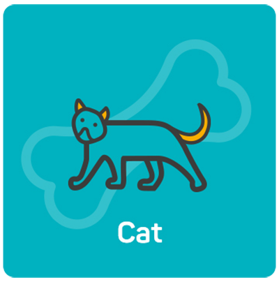 Cat Grooming