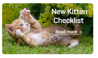 Kitten
