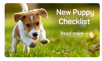 Puppy